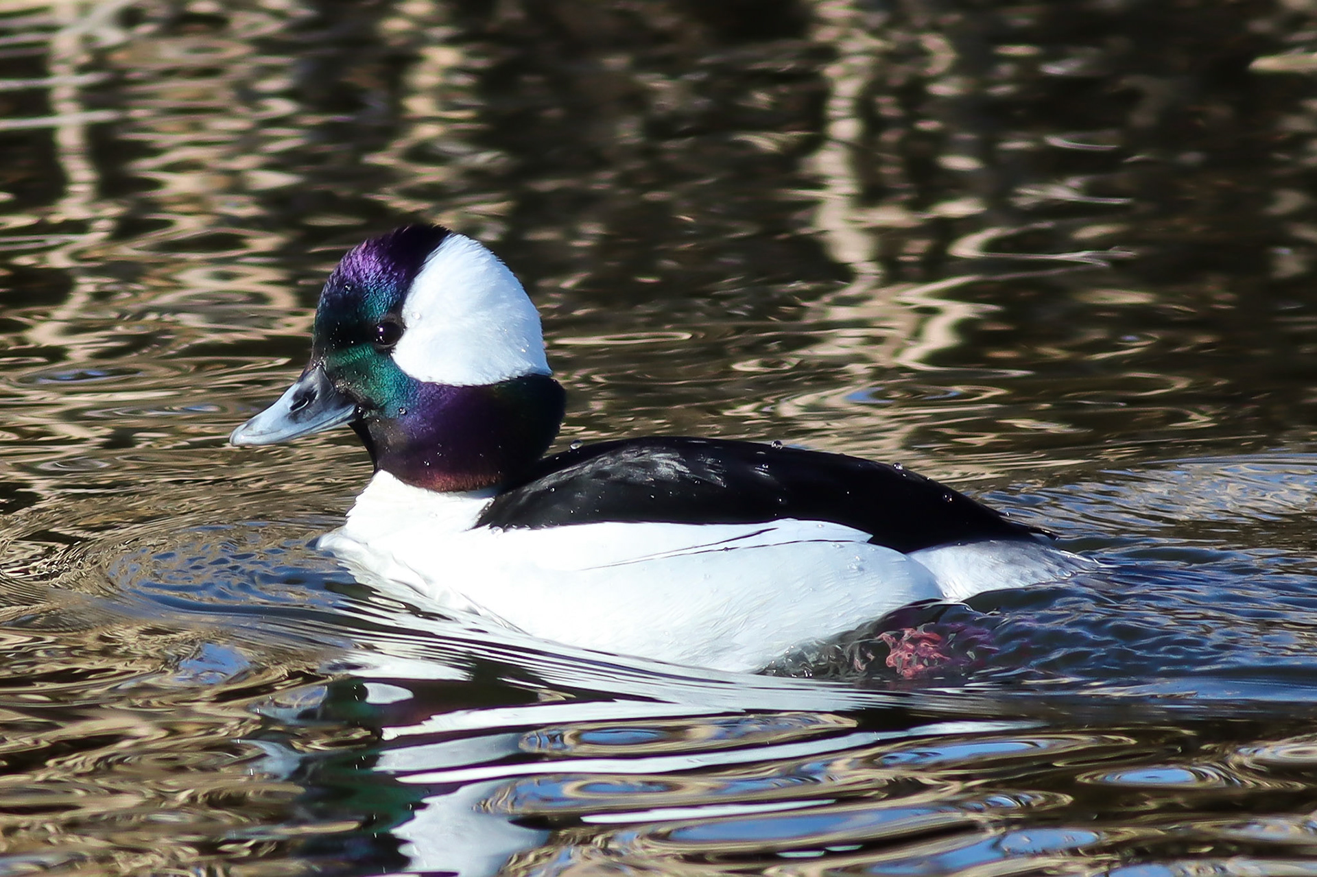 Bufflehead - #60 - 11/28/20 - CA