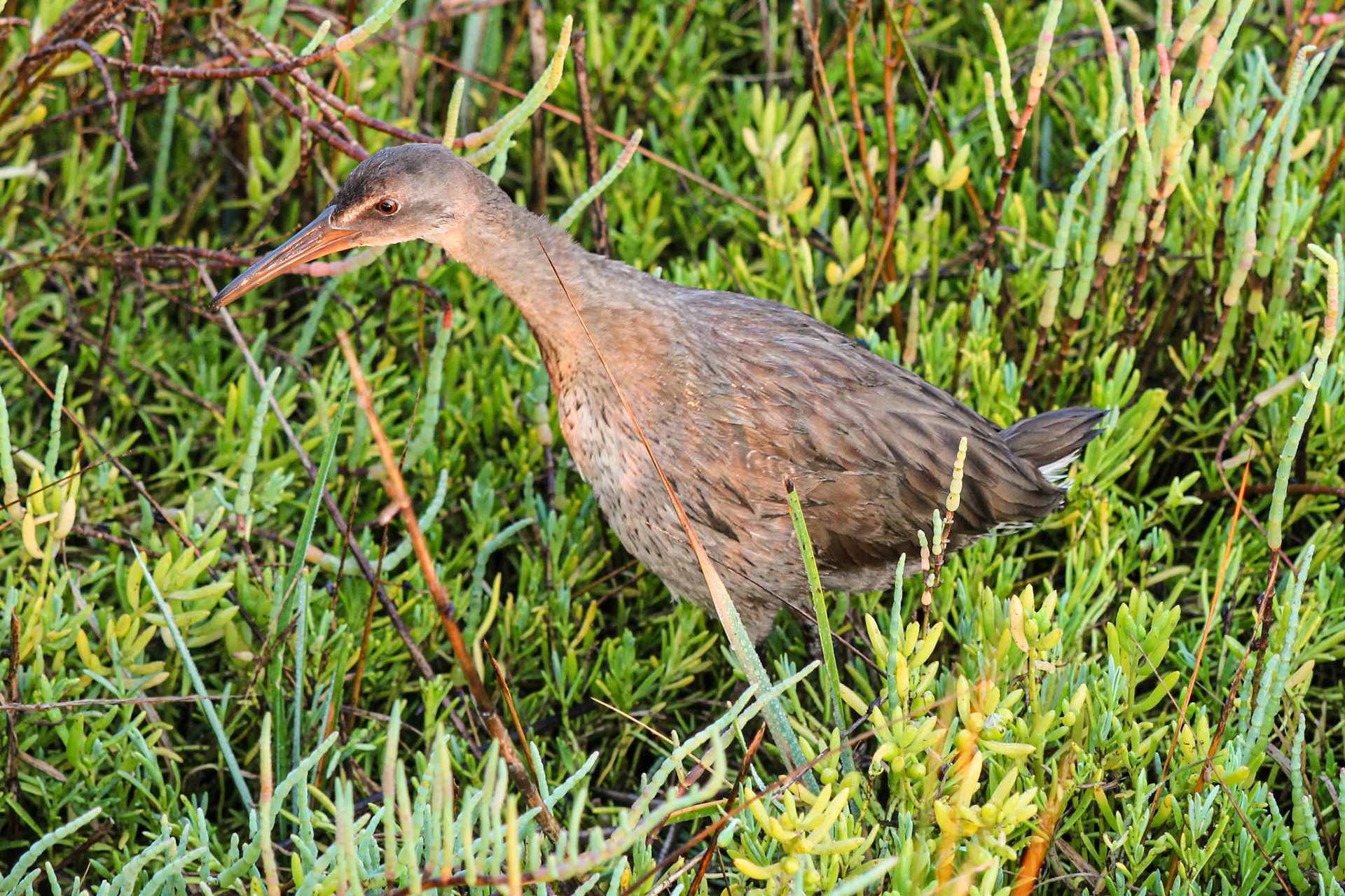 Ridgway's Rail - #258 - 8/14/21 - CA