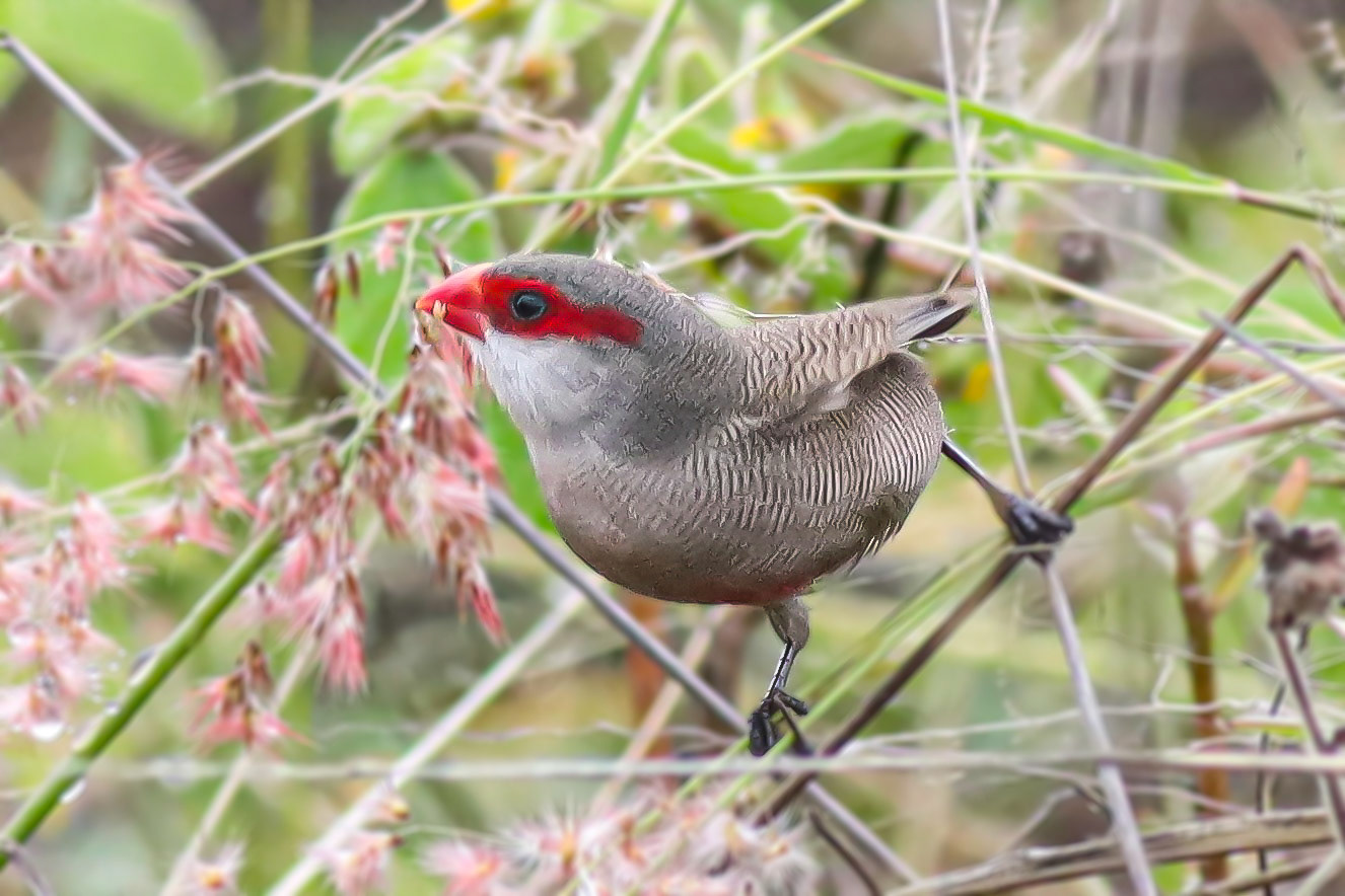 Common Waxbill - Kona, HI - 5/10/25