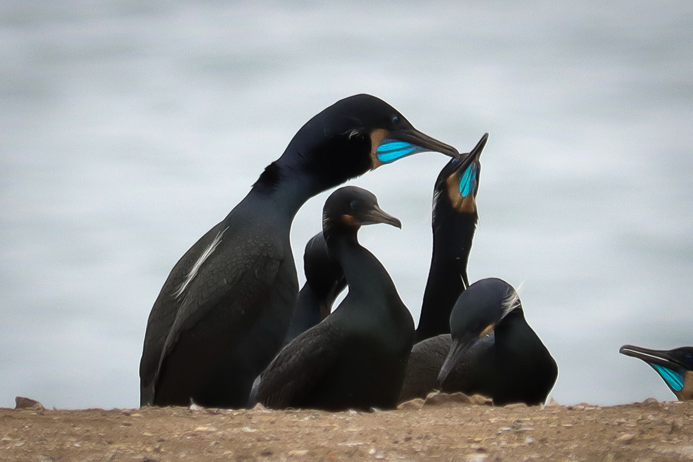 Brandt's Cormorant - #142 - 1/31/21 - CA