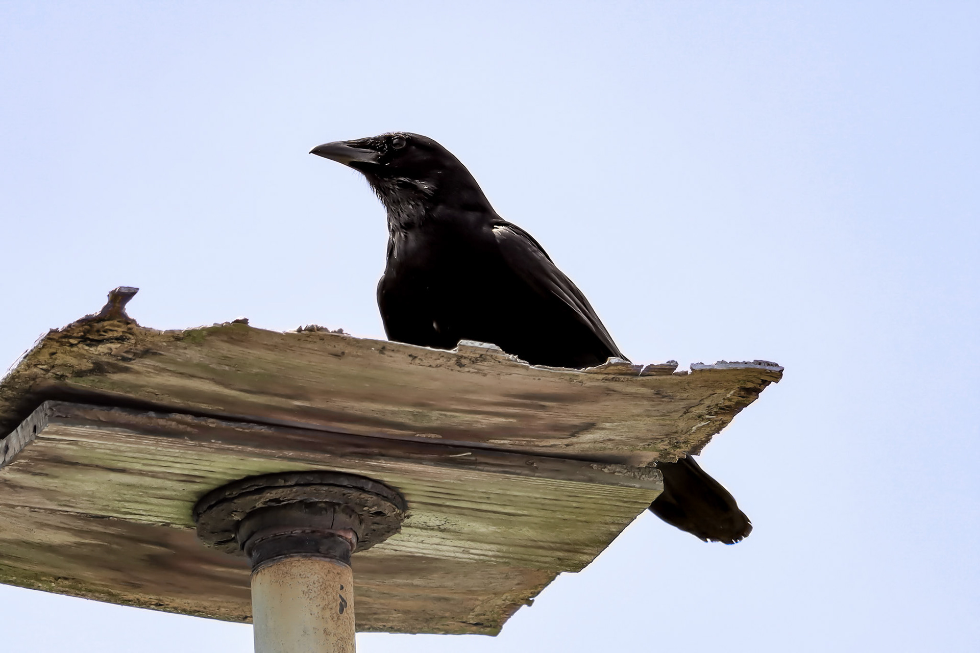 Fish Crow - #346 - 4/22/22 - FL