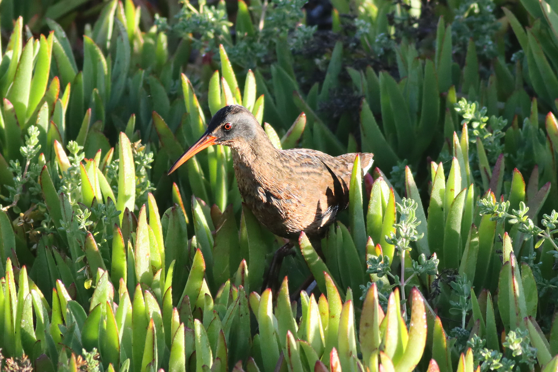 Virginia Rail - #457 - 4/22/23 - CA