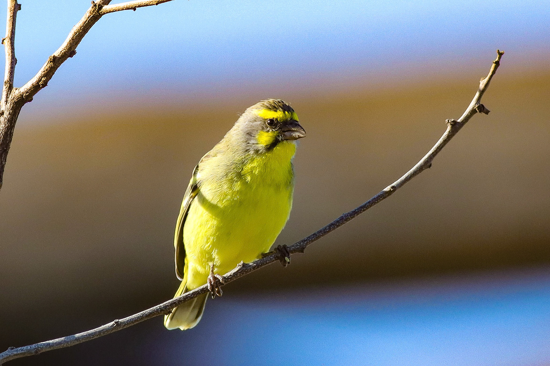 Yellow-fronted Canary - Waikoloa, HI - 5/11/25