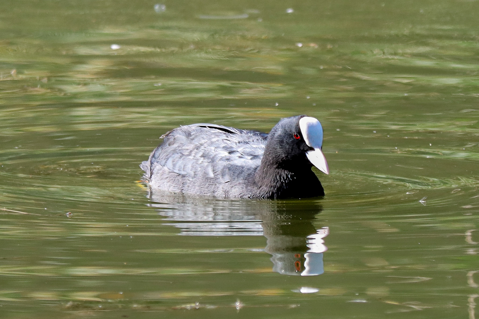 Eurasian Coot - #395 - 10/4/22 - Switzerland