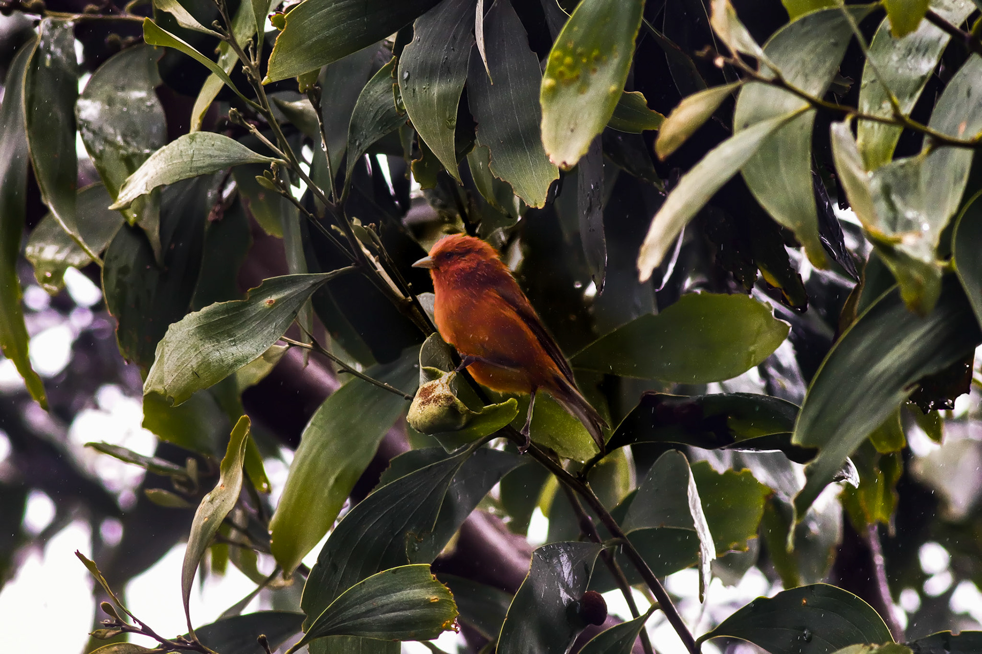 Hawai'i 'Ākepa - Hakalau Forest, HI - 5/14/26
