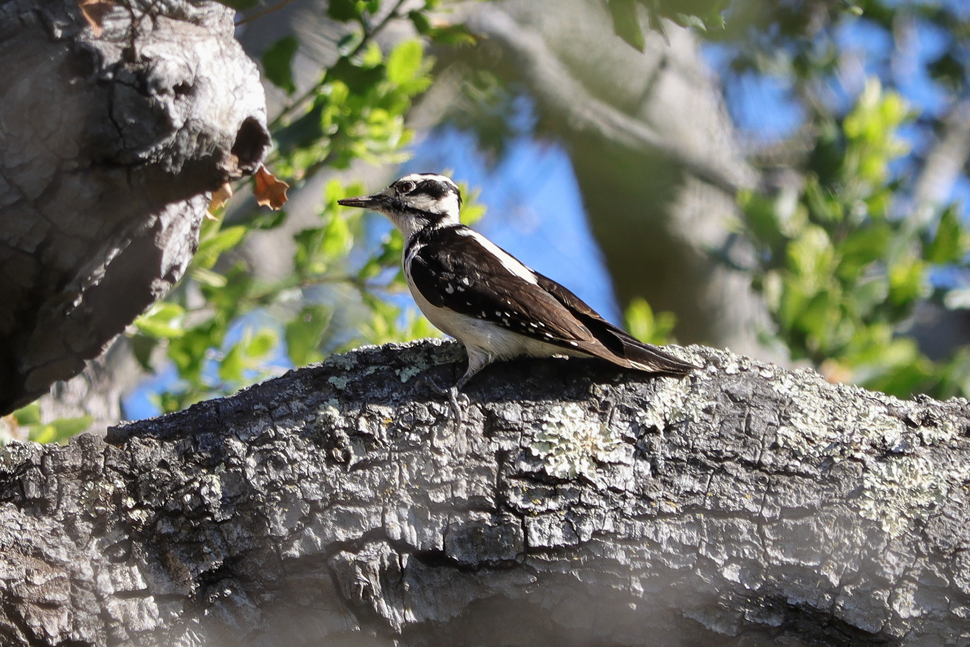 Hairy Woodpecker - #188 - 4/7/21 - CA