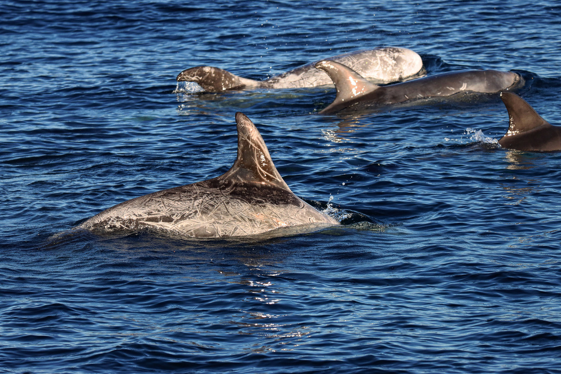 Risso's Dolphins, Channel Islands N.P. CA - 12/18/22