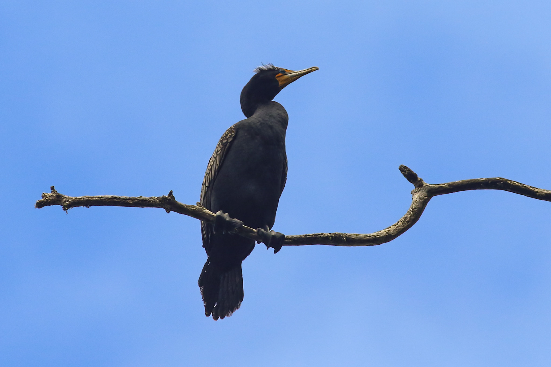 Double-crested Cormorant - #75 - 12/6/20 - CA
