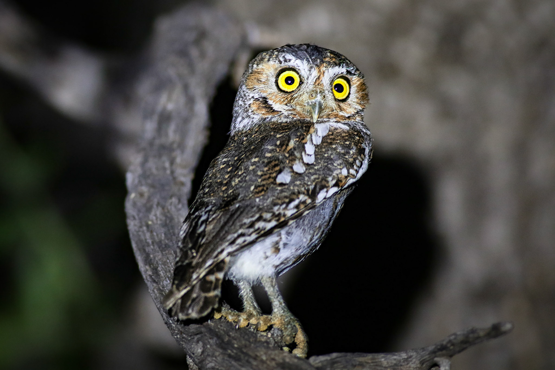 Elf Owl - #474 - 5/12/23 - AZ