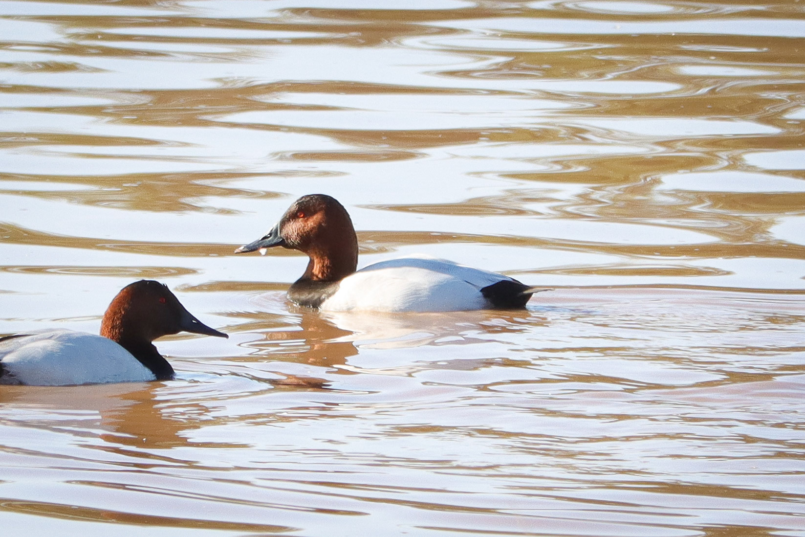 Canvasback - #189 - 4/8/21 - CO