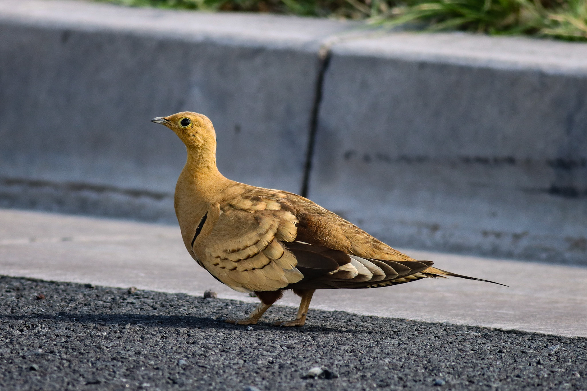 Chestnut-bellied Sandgrouse - #553 - 5/11/26 - HI