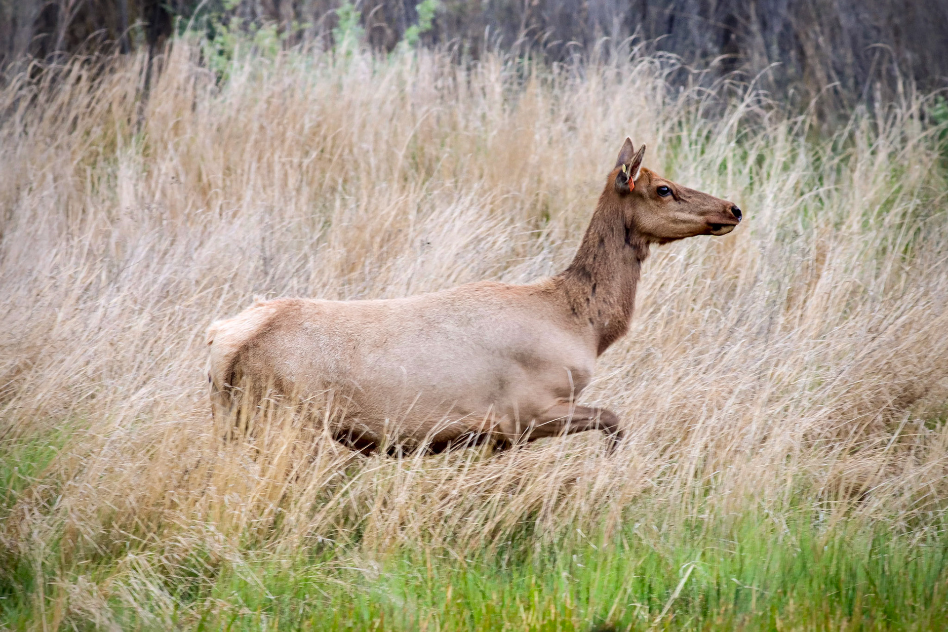 Tule Elk, CA Endemic - S.B. County, CA - 3/28/24