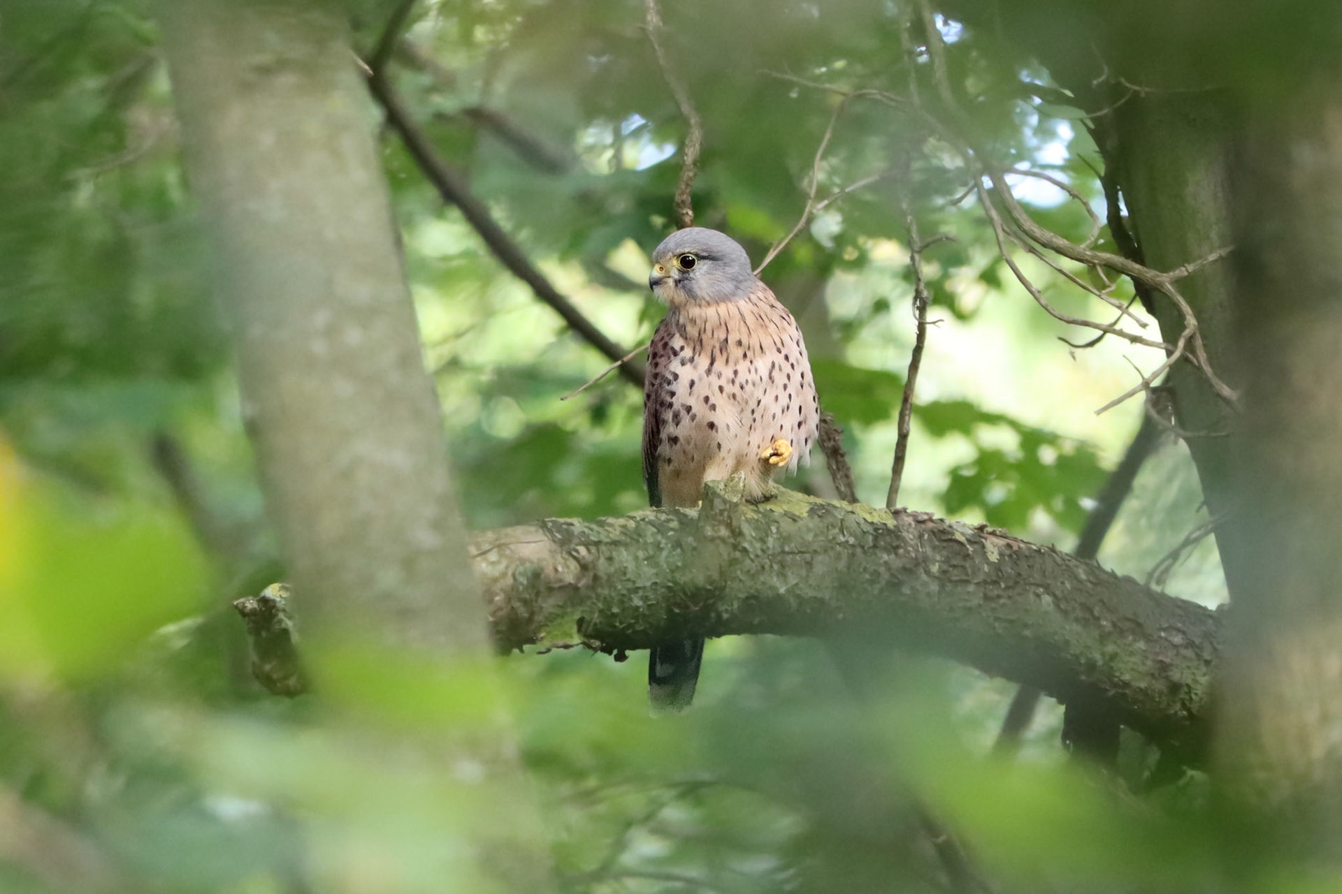 Eurasian Kestrel - #422 - 10/9/22 - Paris, France
