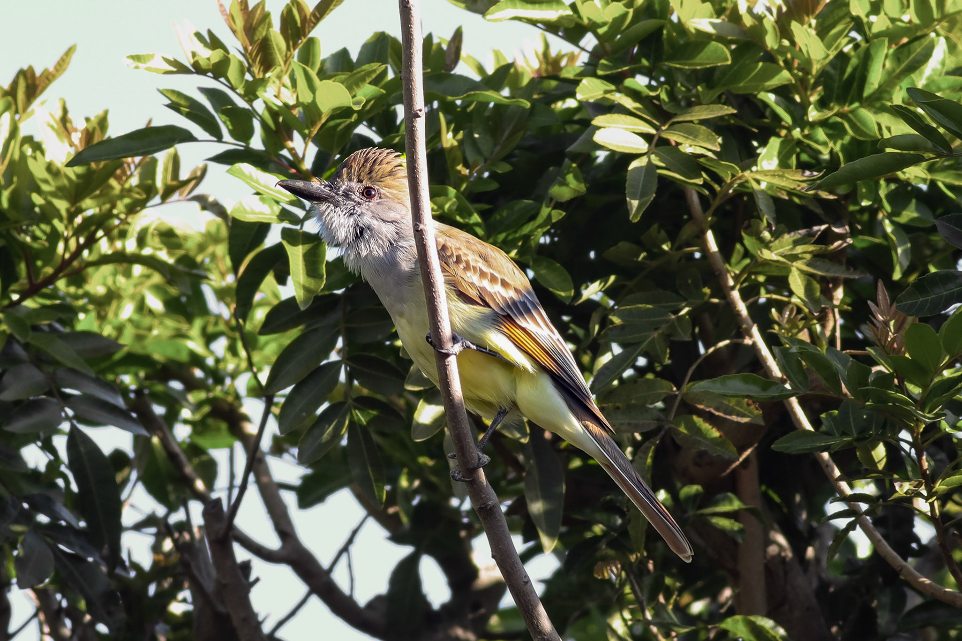 Brown-crested Flycatcher - #441 - 2/19/23 - CA