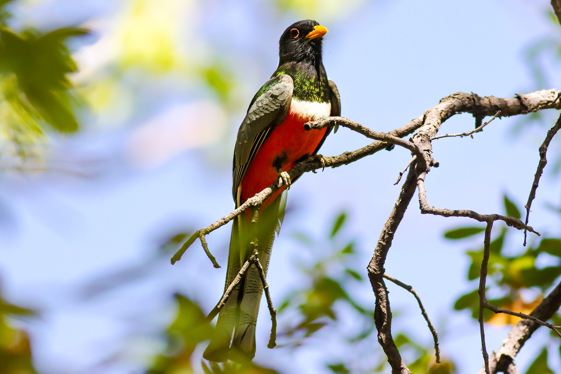 Elegant Trogon - #469 - 5/12/23 - AZ