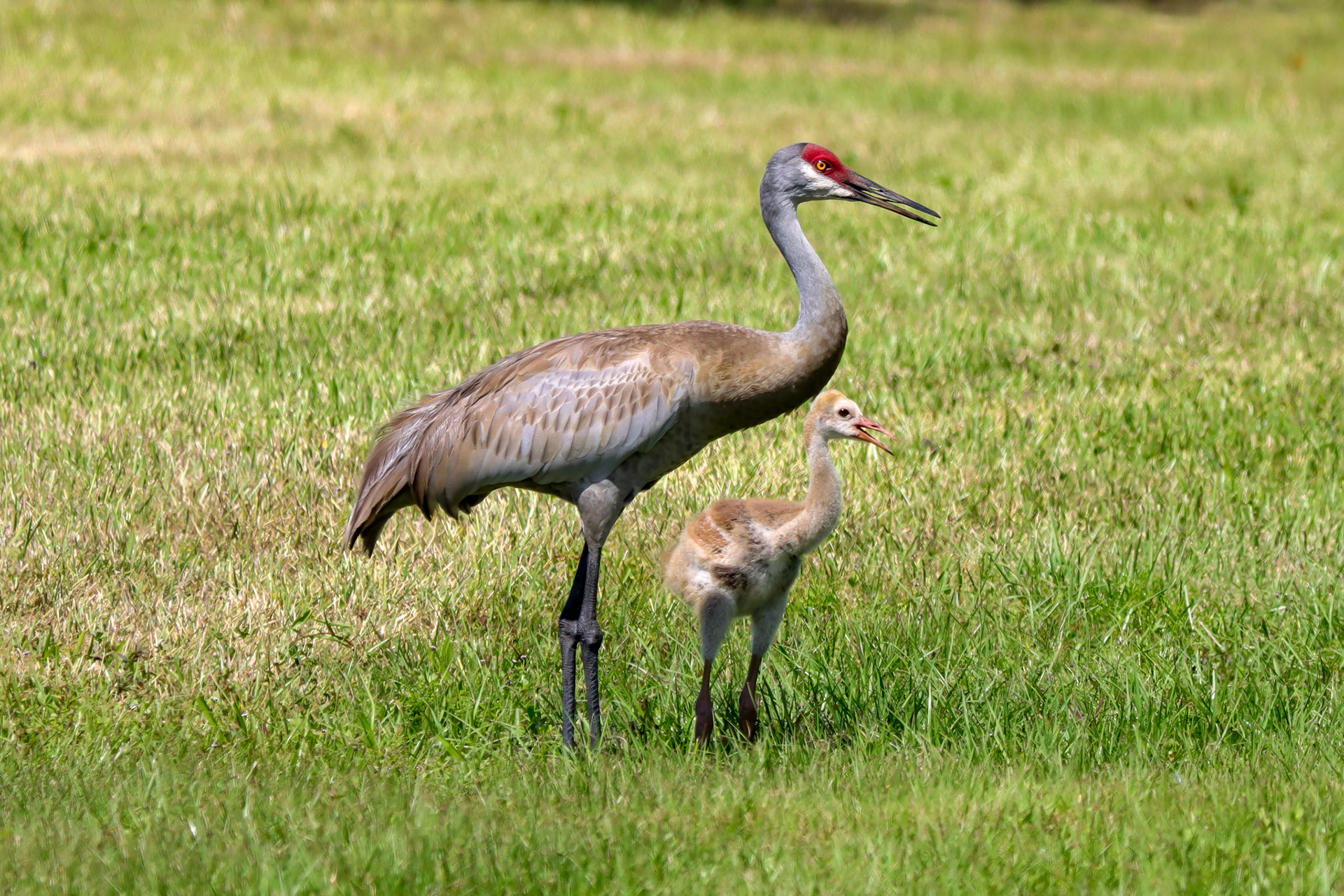 Sandhill Crane - #360 - 4/24/22 - FL