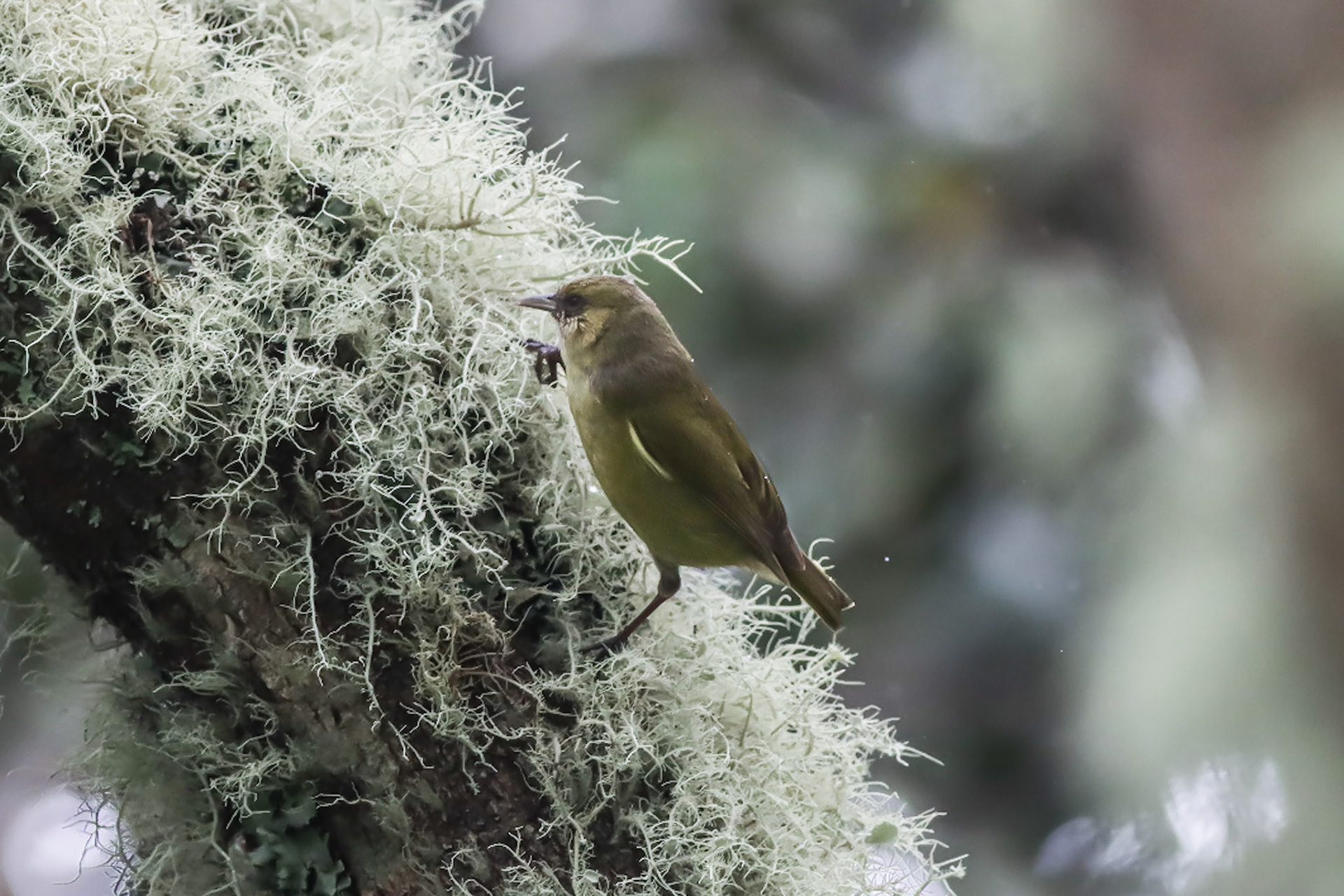 ʻAlawī (Hawai'i Creeper) - Hakalau Forest, HI - 5/14/26