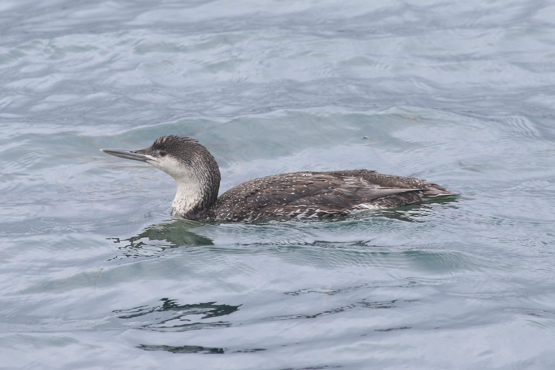 Red-throated Loon - #169 - 3/14/21 - CA