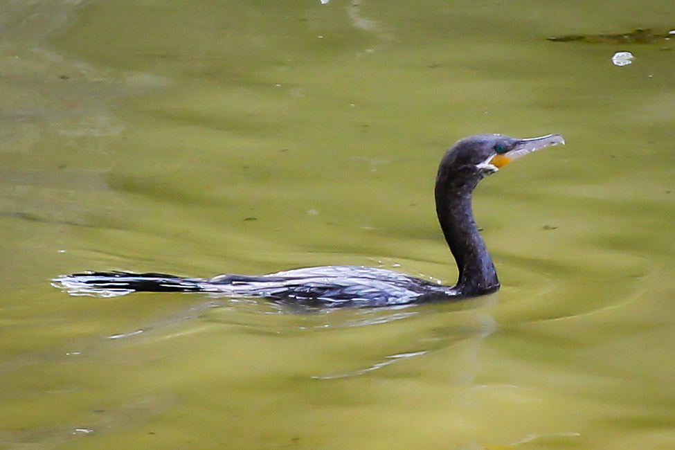 Neotropic Cormorant - #242 - 7/30/21 - CA