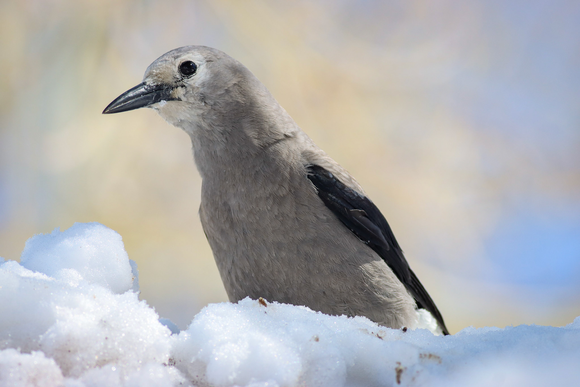 Clark's Nutcracker - #451 - 3/25/23 - CA