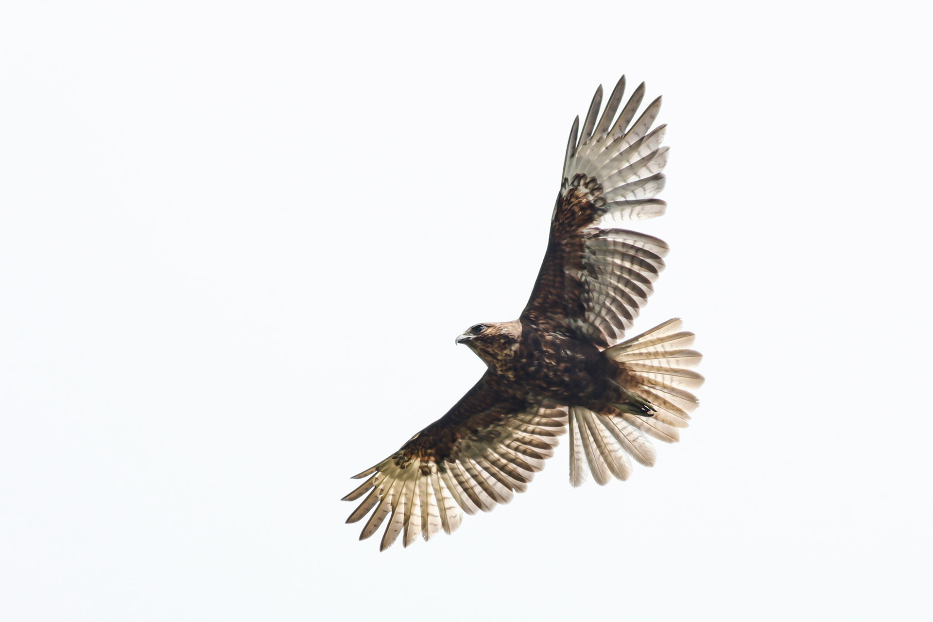 'Io (Hawaiian Hawk, Dark Morph) - Pu'u O'o Trail, HI - 5/12/26