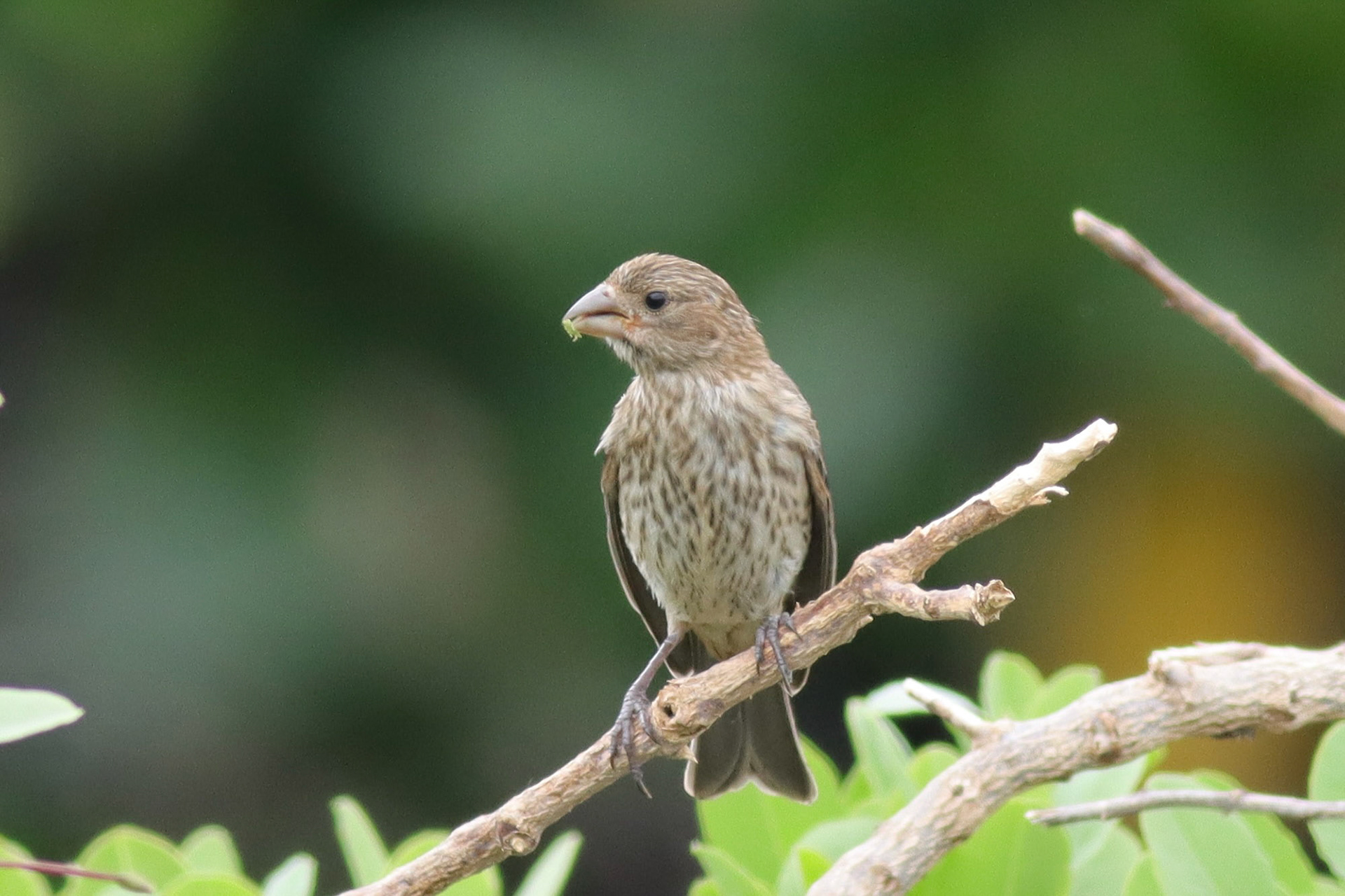 House Finch - Kona, HI - 5/10/26