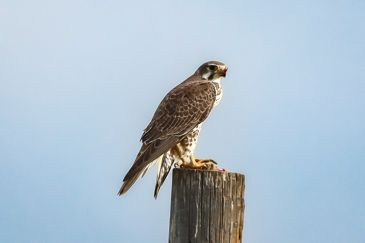 Prairie Falcon - #437 - 1/28/23 - CA