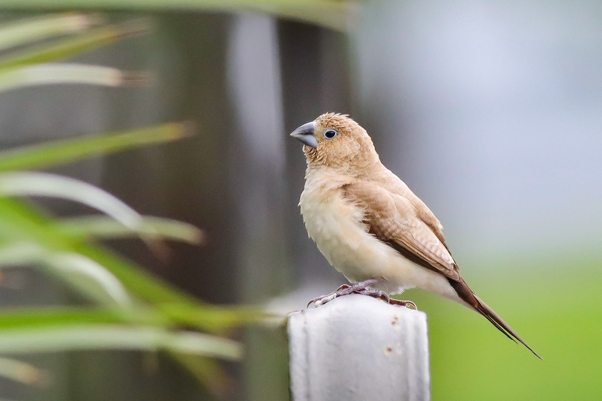 African Silverbill - Waikoloa Village, HI - 5/13/25