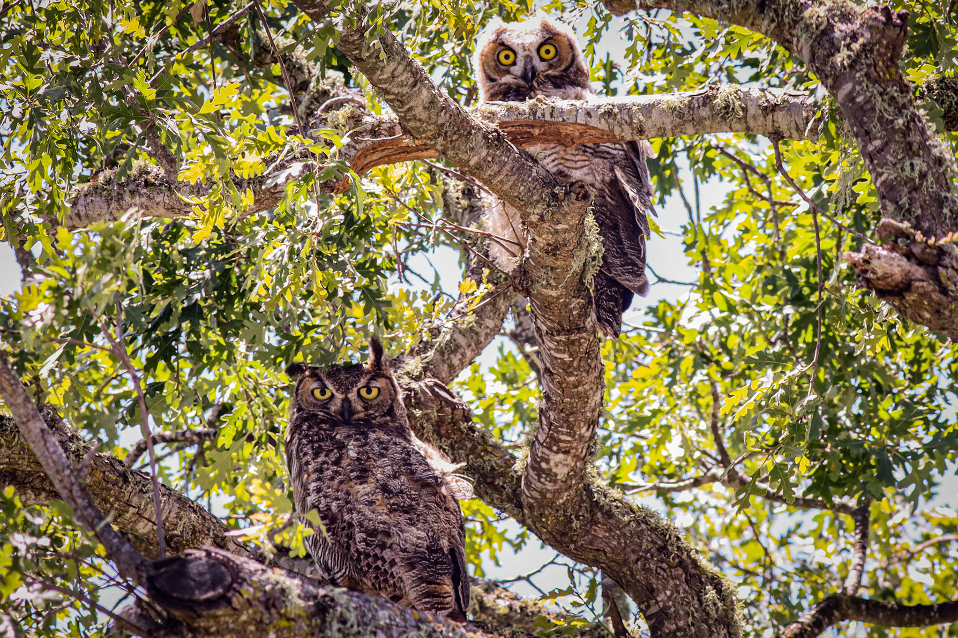 Great Horned Owl & Fledgling - #239 - 7/24/21 - CA