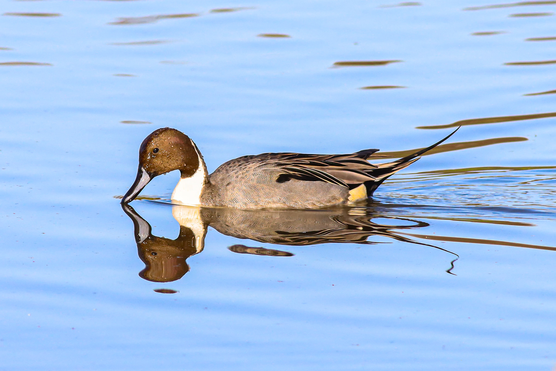 Northern Pintail - #123 - 1/15/21 - CA
