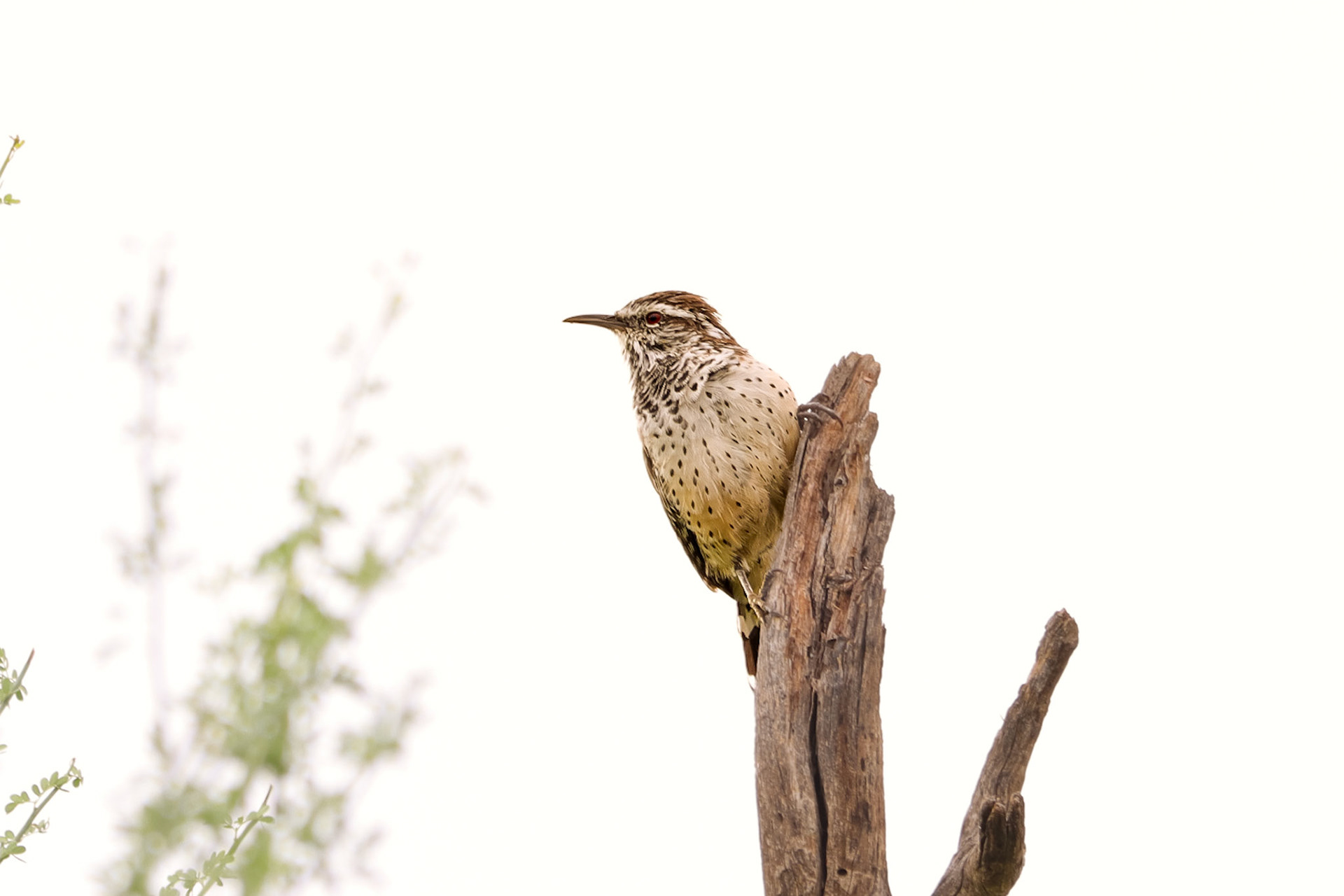 Cactus Wren - #283 - 9/24/21 - AZ