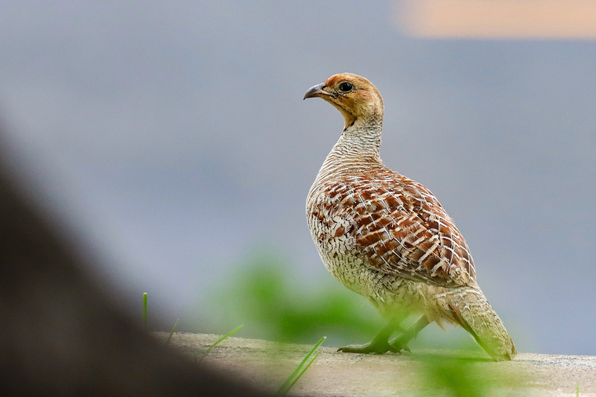 Gray Francolin - Waikoloa Village, HI - 5/13/25