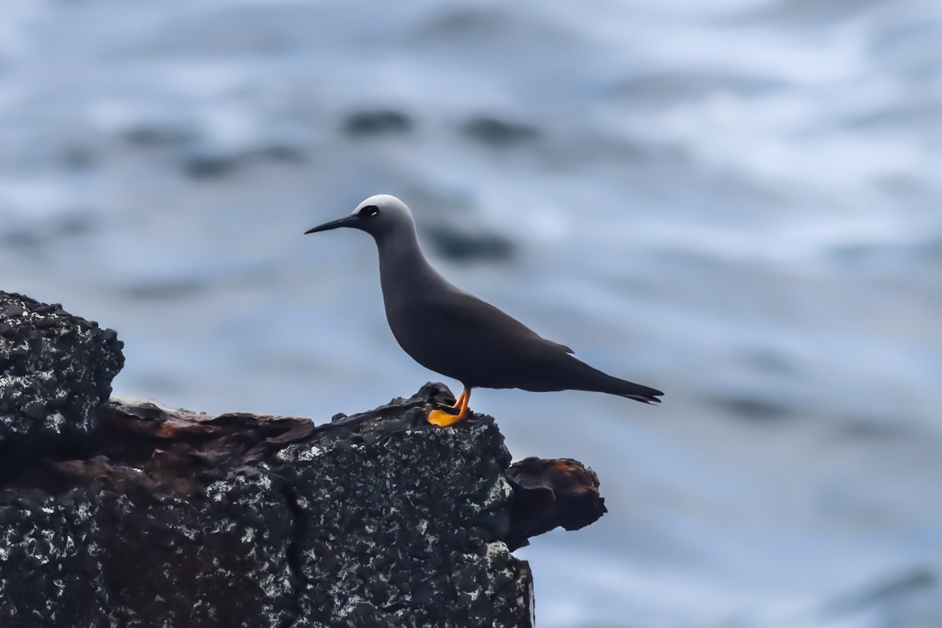 Noio (Hawaiian Noddy) - Captain Cook, HI - 5/12/26