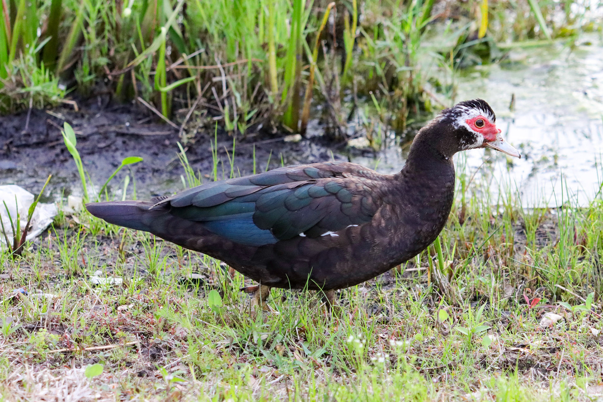 Muscovy Duck - #337 - 4/21/22 - FL