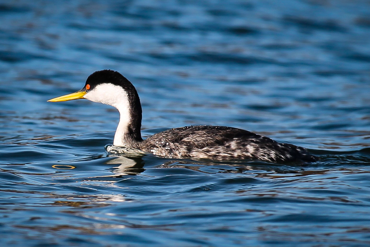 Western Grebe - #111 - 1/10/21 - CA