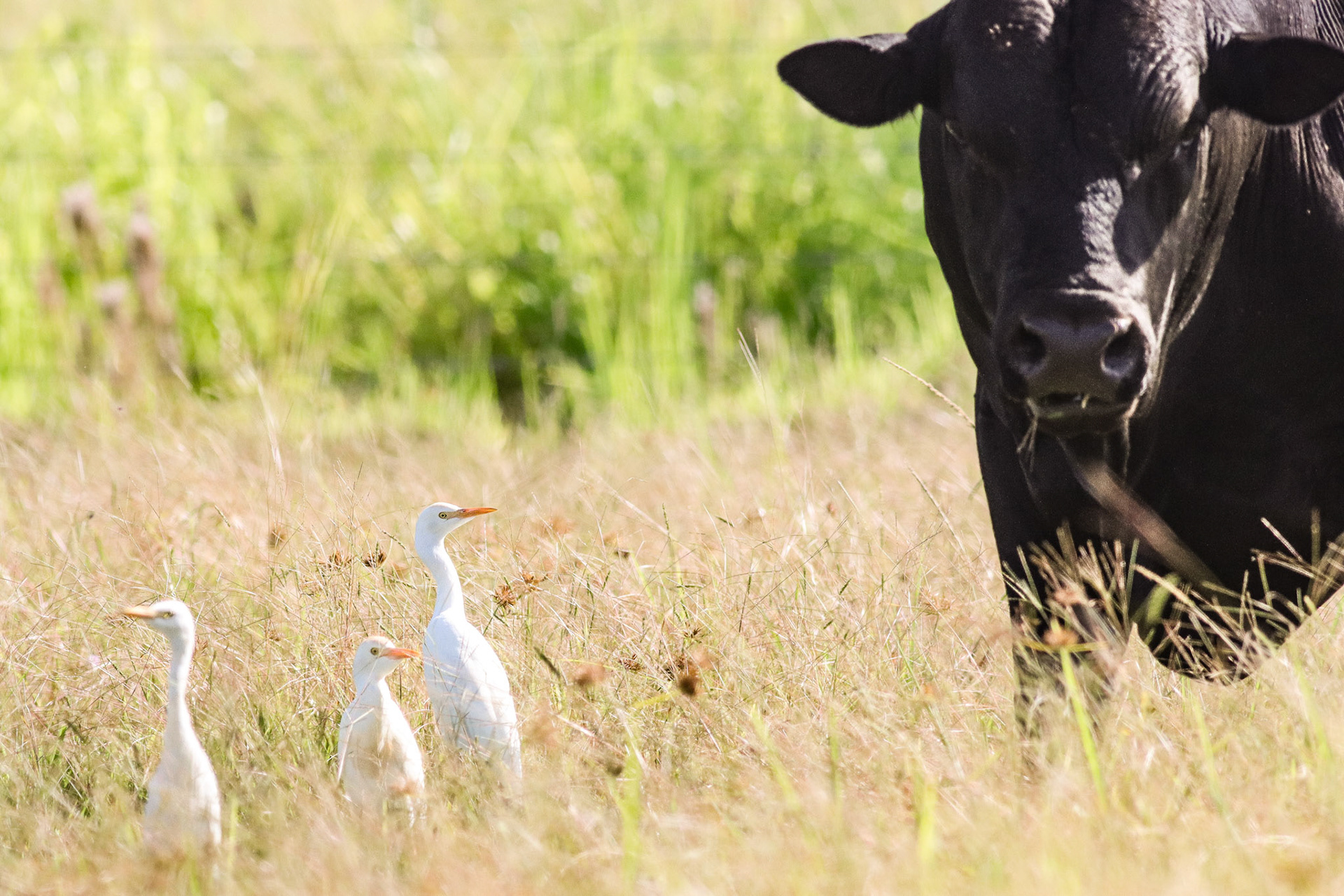 Cattle Egret - Pepe'ekeo, HI - 10/3/25