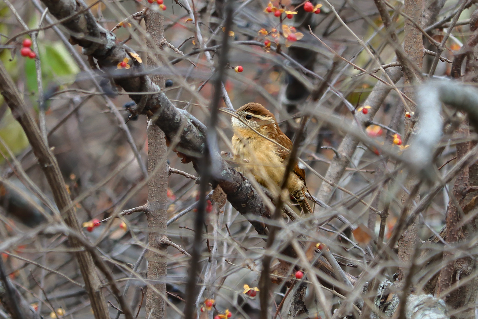 Carolina Wren - #310 - 12/20/21 - OH