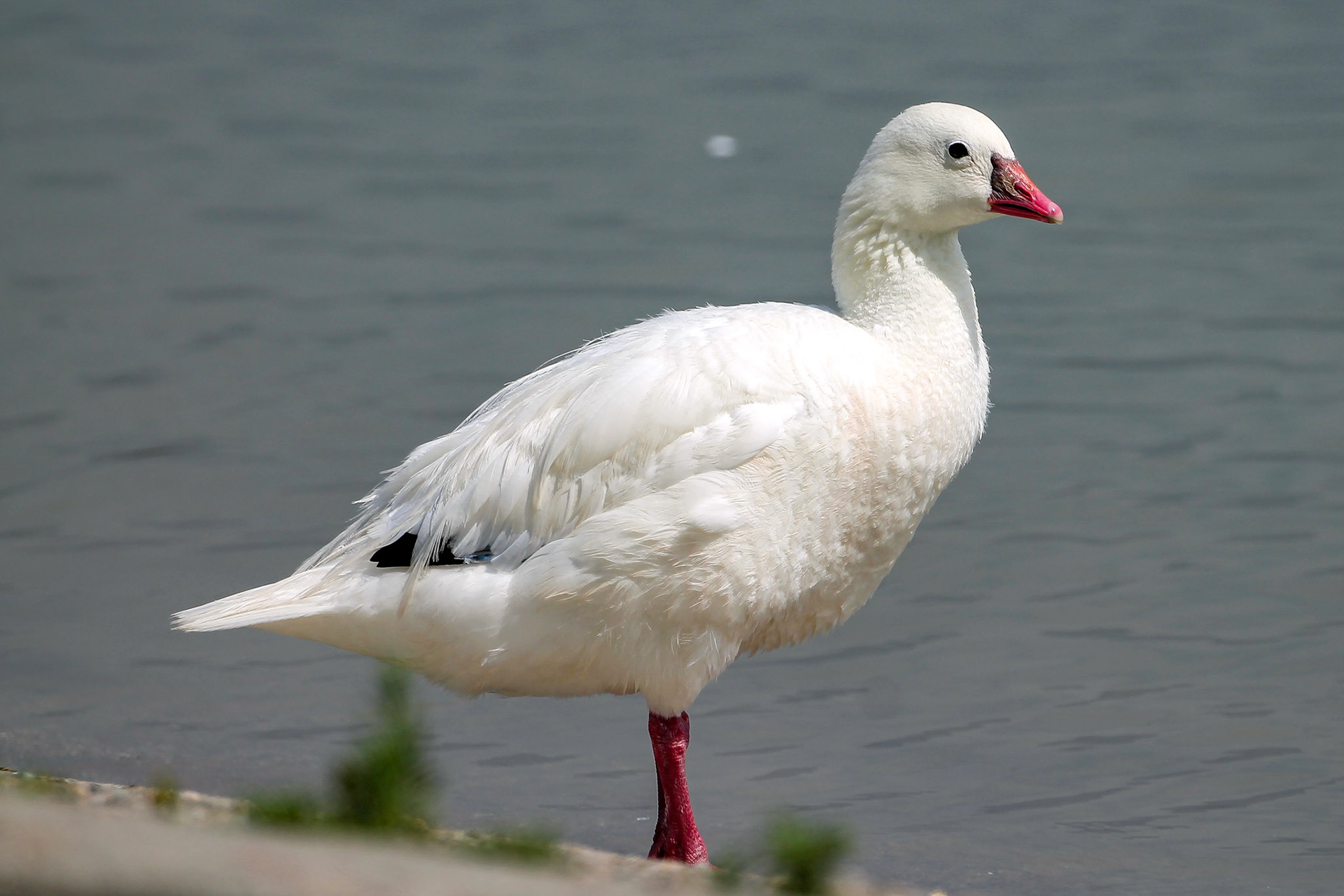 Ross's Goose - #240 - 7/21/21 - CA