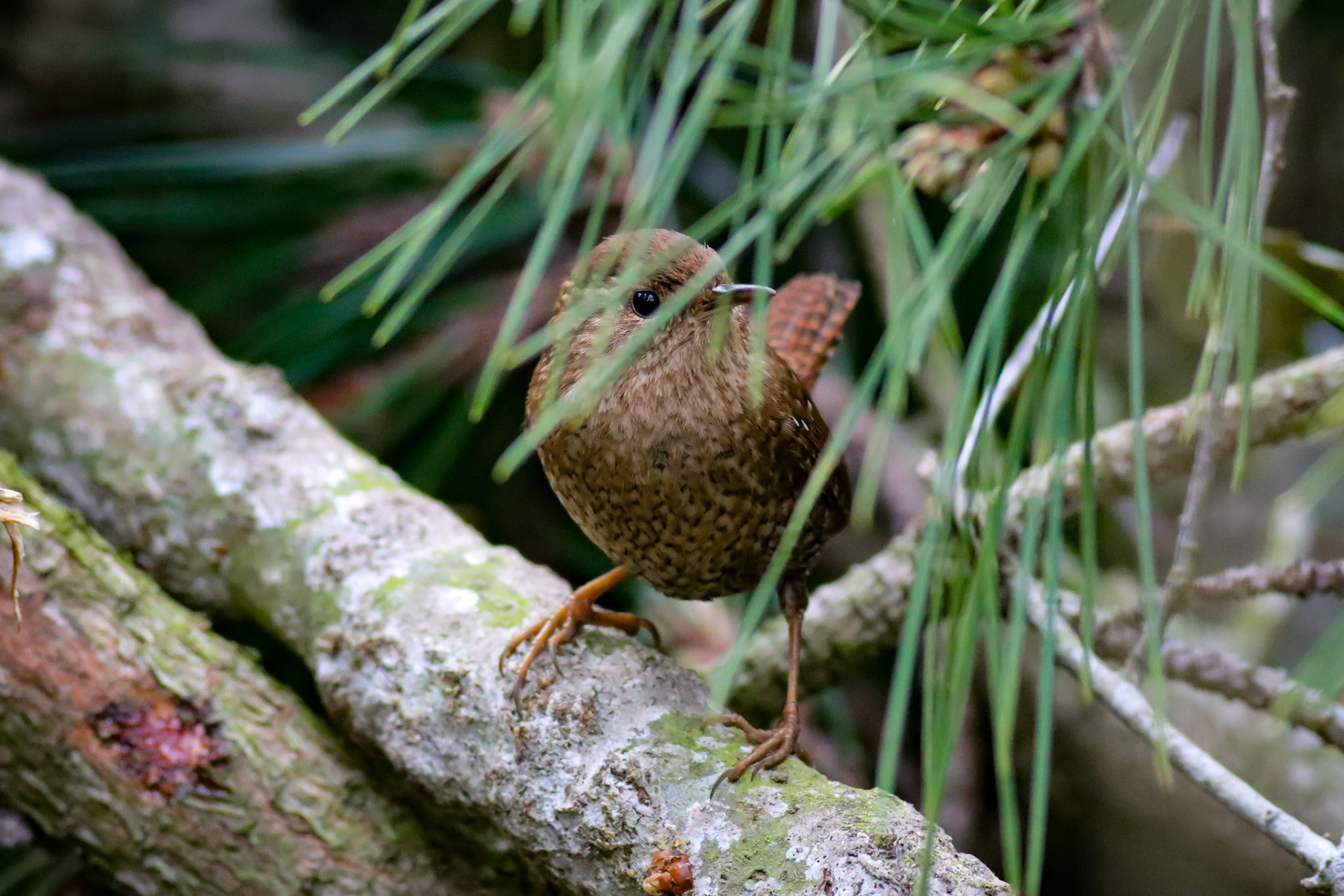Winter Wren - #430 - 12/16/22 - CA