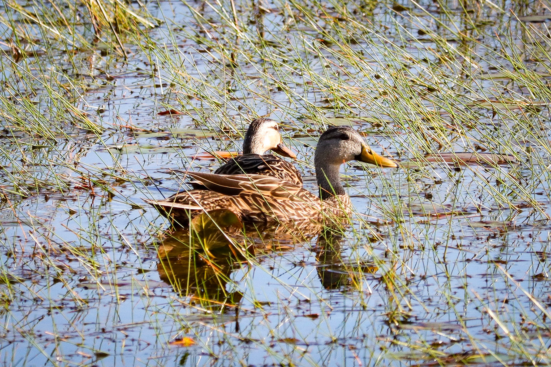 Mottled Duck - #364 - 4/25/22 - FL
