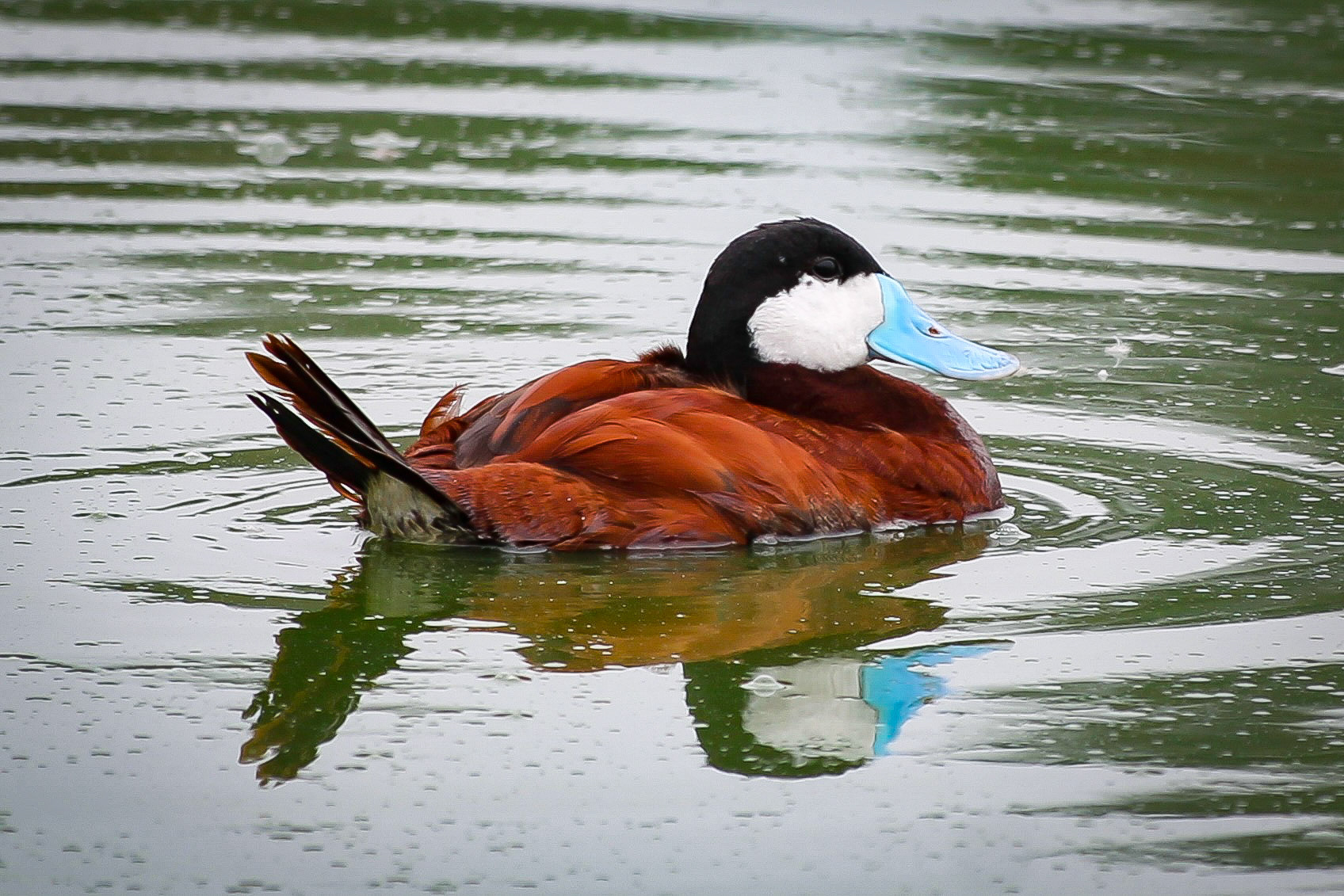 Ruddy Duck - #66 - 12/5/20 - CA