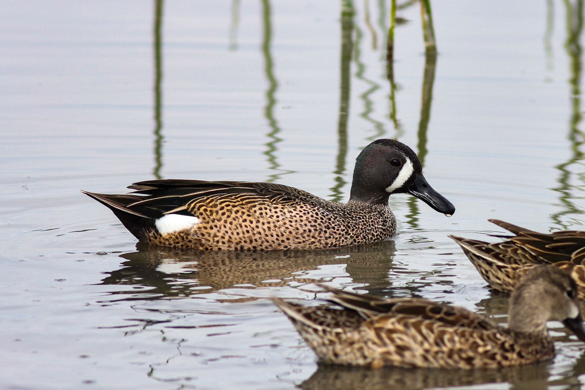 Blue-winged Teal - #114 - 1/14/21 - CA