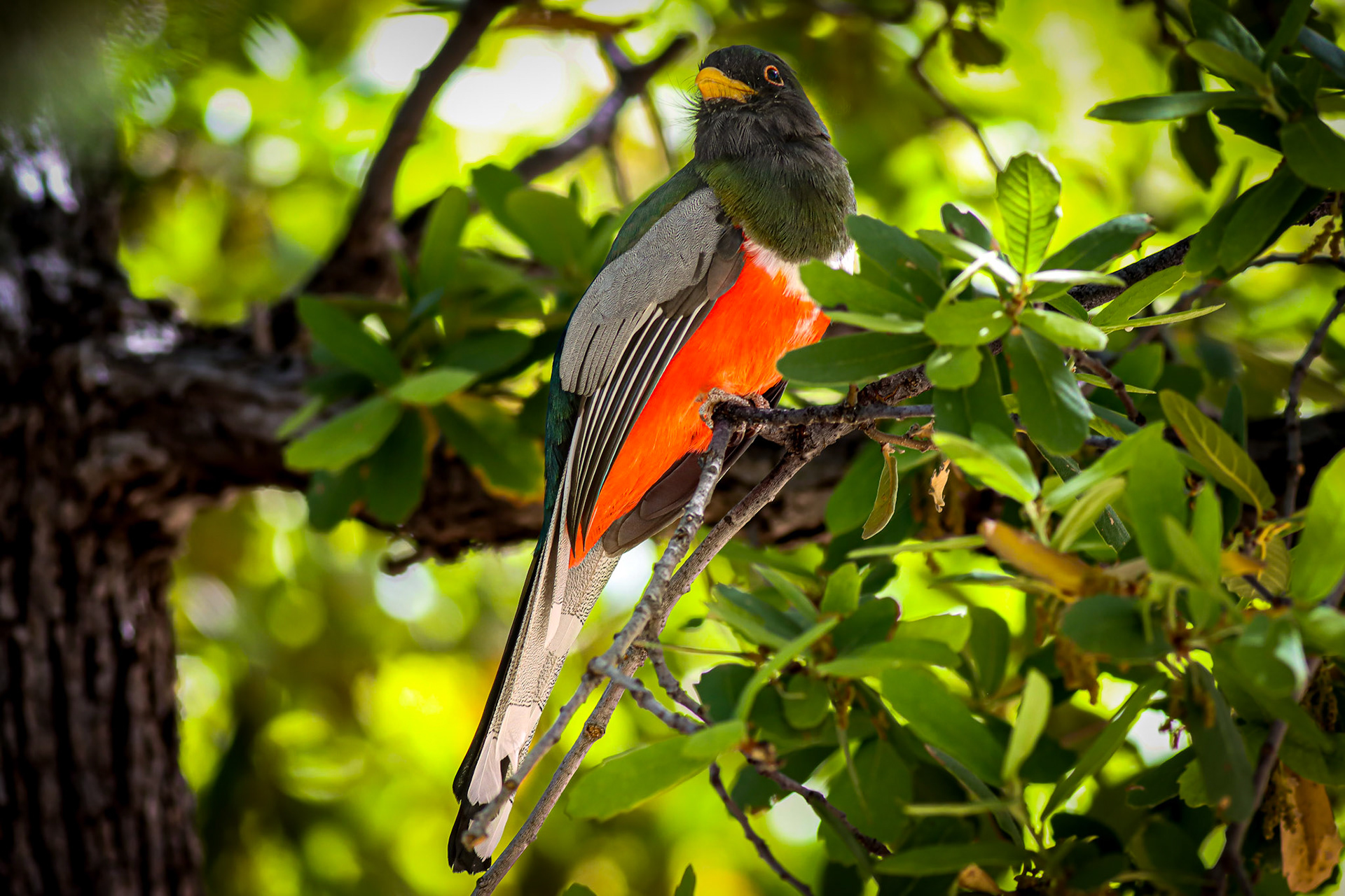 Elegant Trogon - #469 - 5/12/23 - AZ