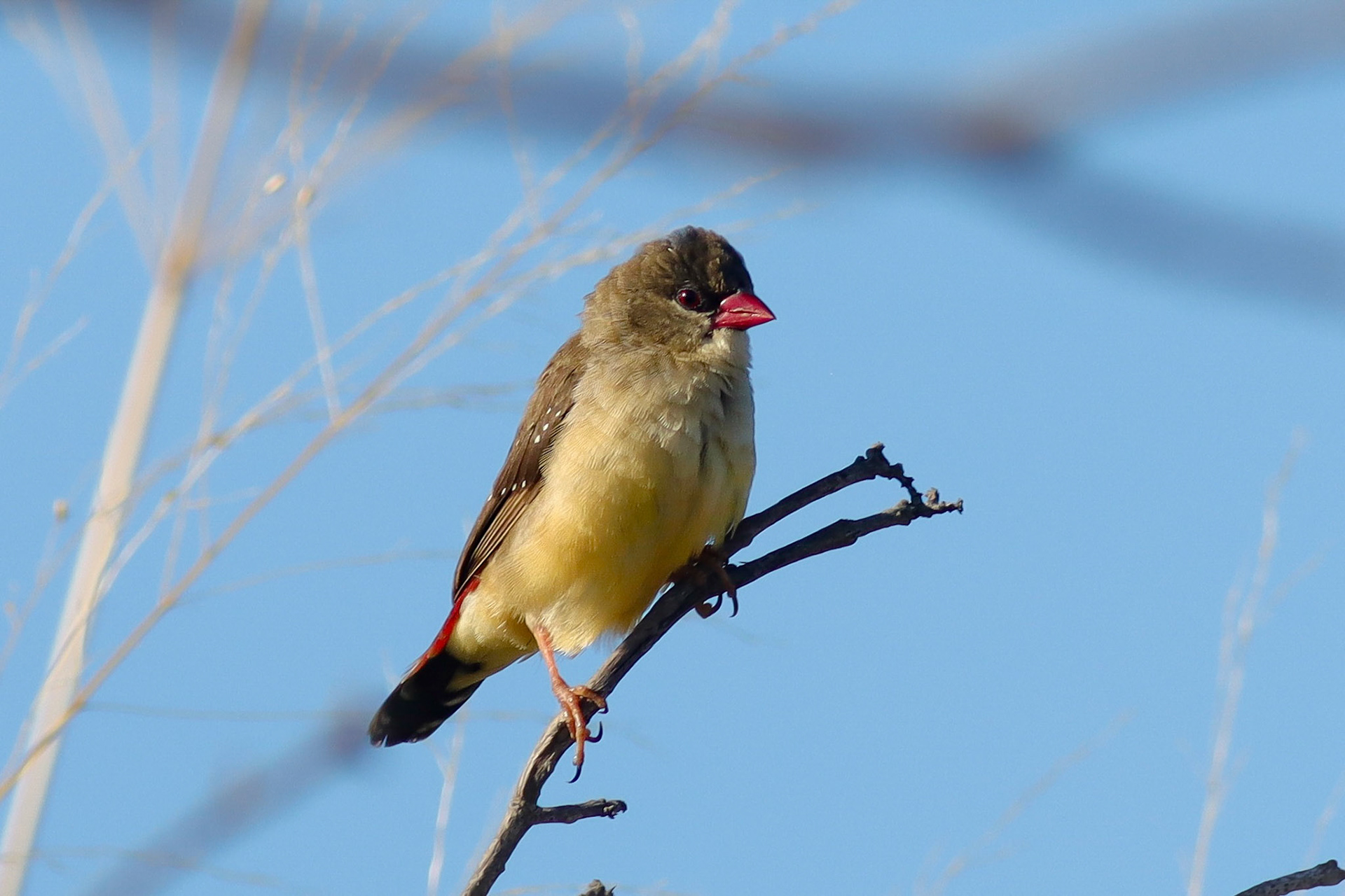 Red Avadavat (Strawberry Finch) - Waikoloa, HI - 5/11/25
