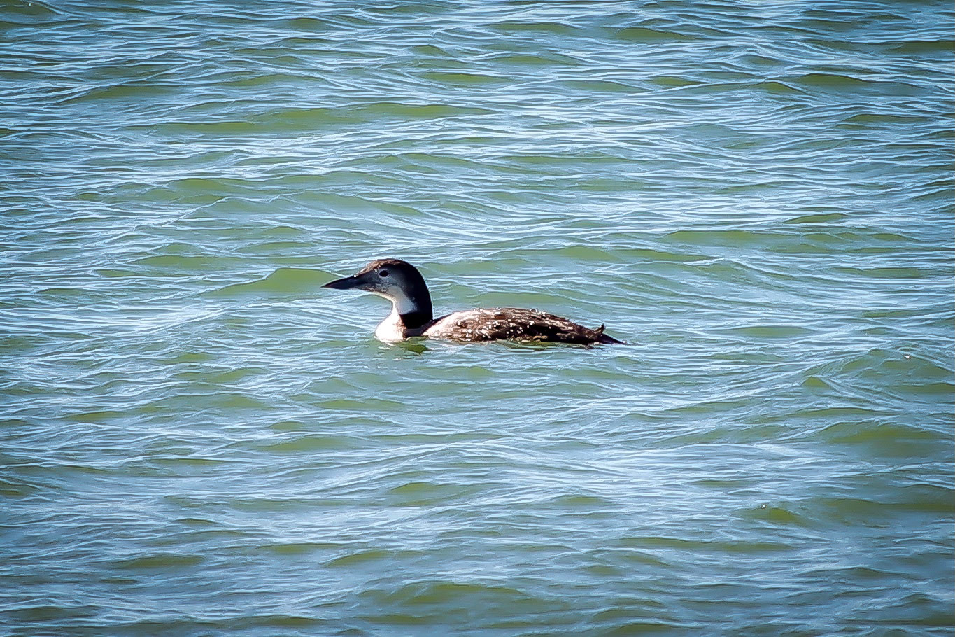 Common Loon - #160 - 2/21/21 - CA