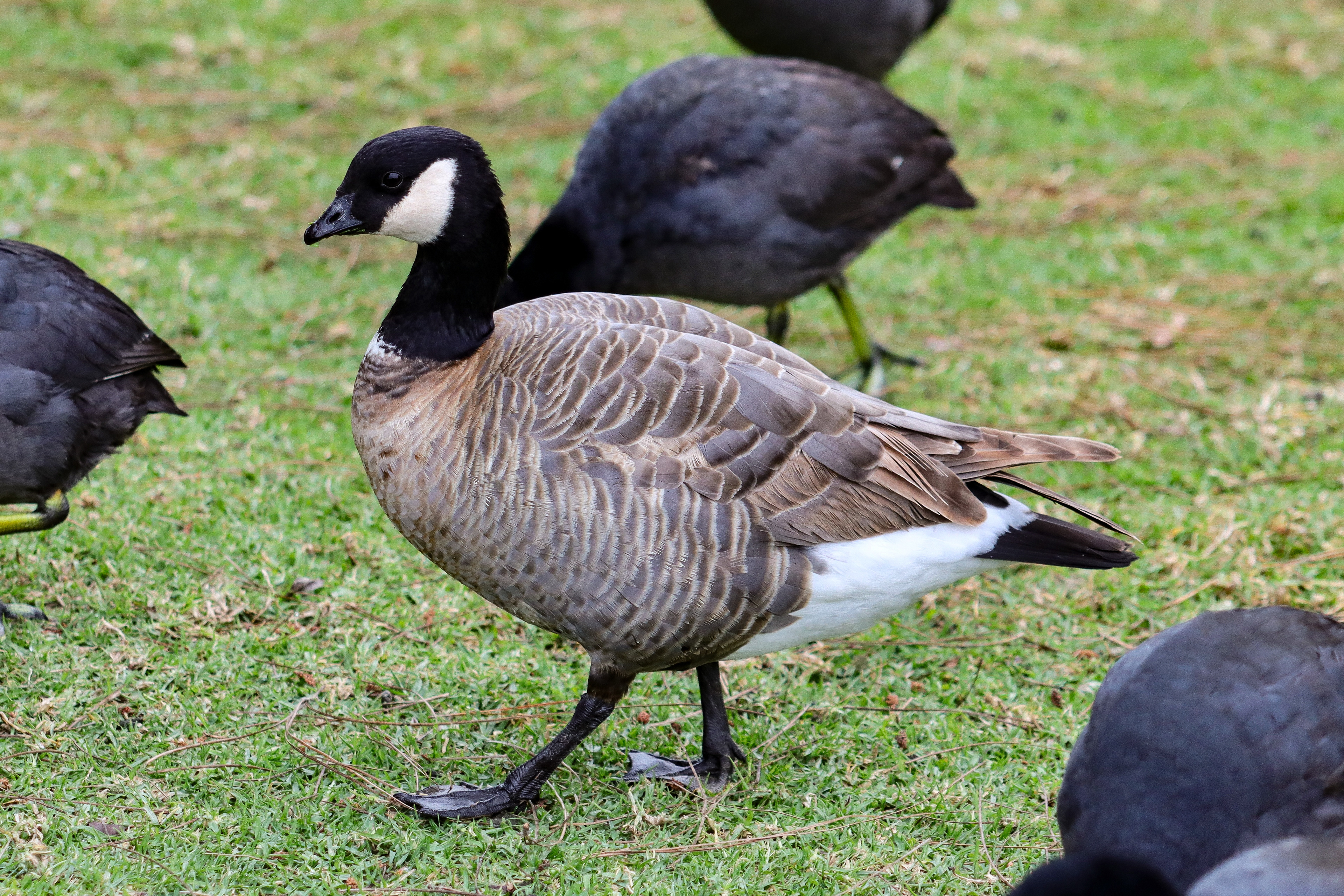 Cackling Goose - #117 - 1/15/21 - CA