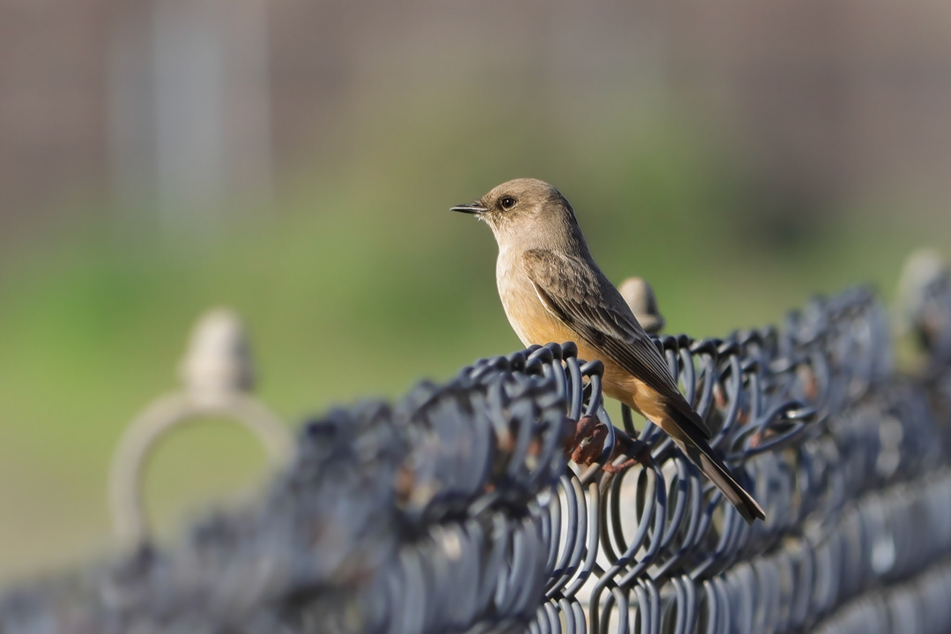 Say's Phoebe - #18 - 10/24/20 - CA