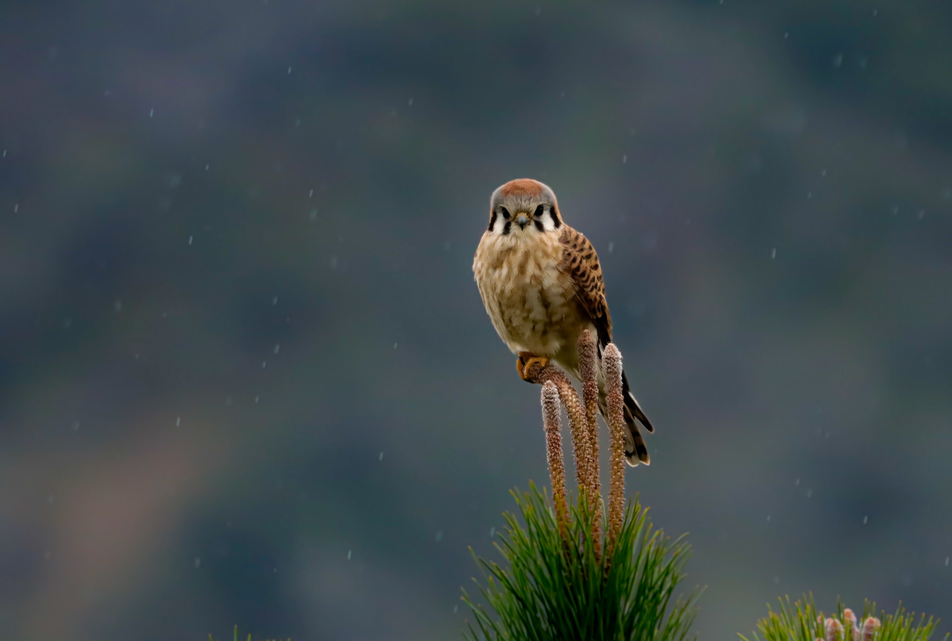 American Kestrel - #37 - 10/31/20 - CA