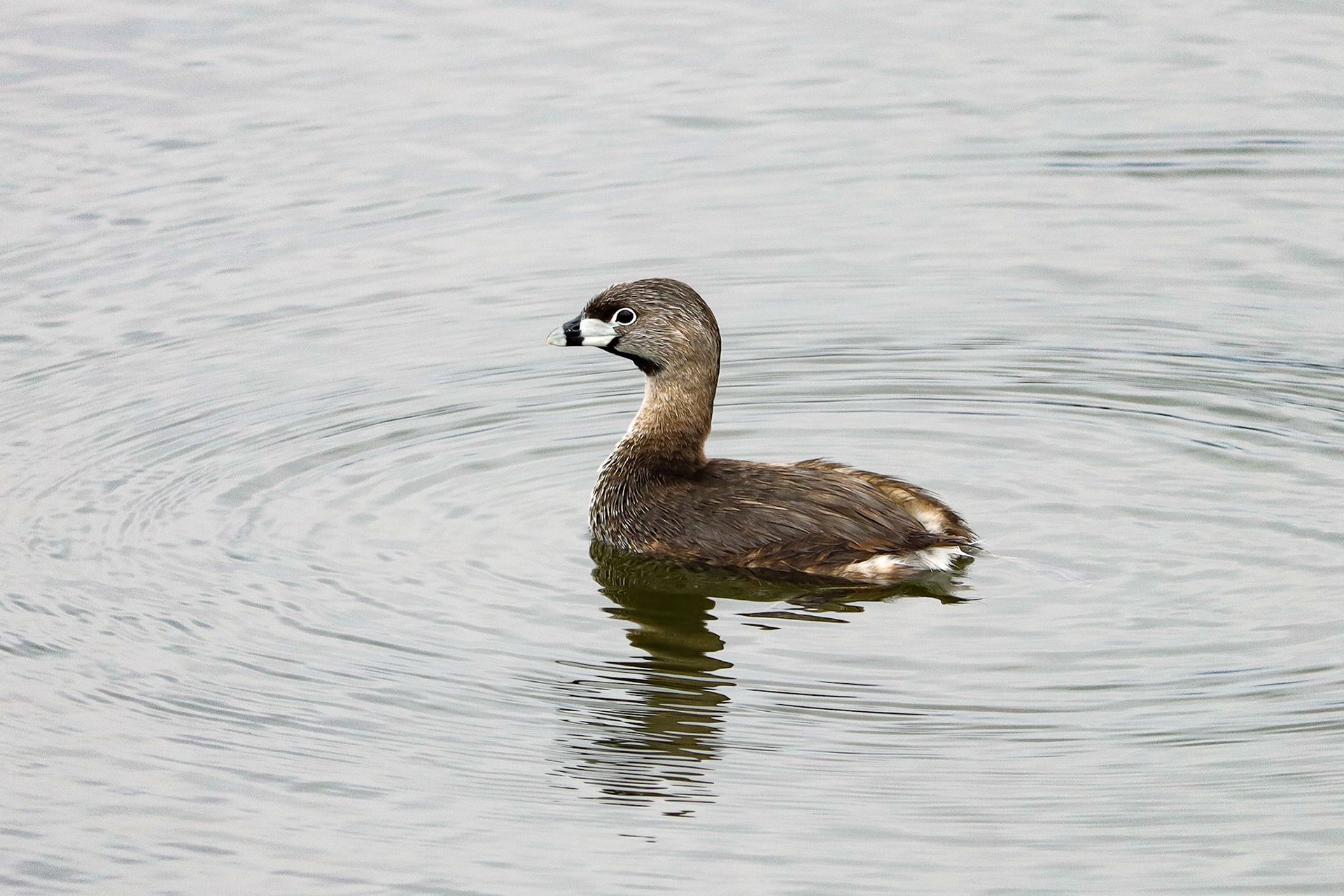 Pied-billed Grebe - #65 - 12/5/20 - CA