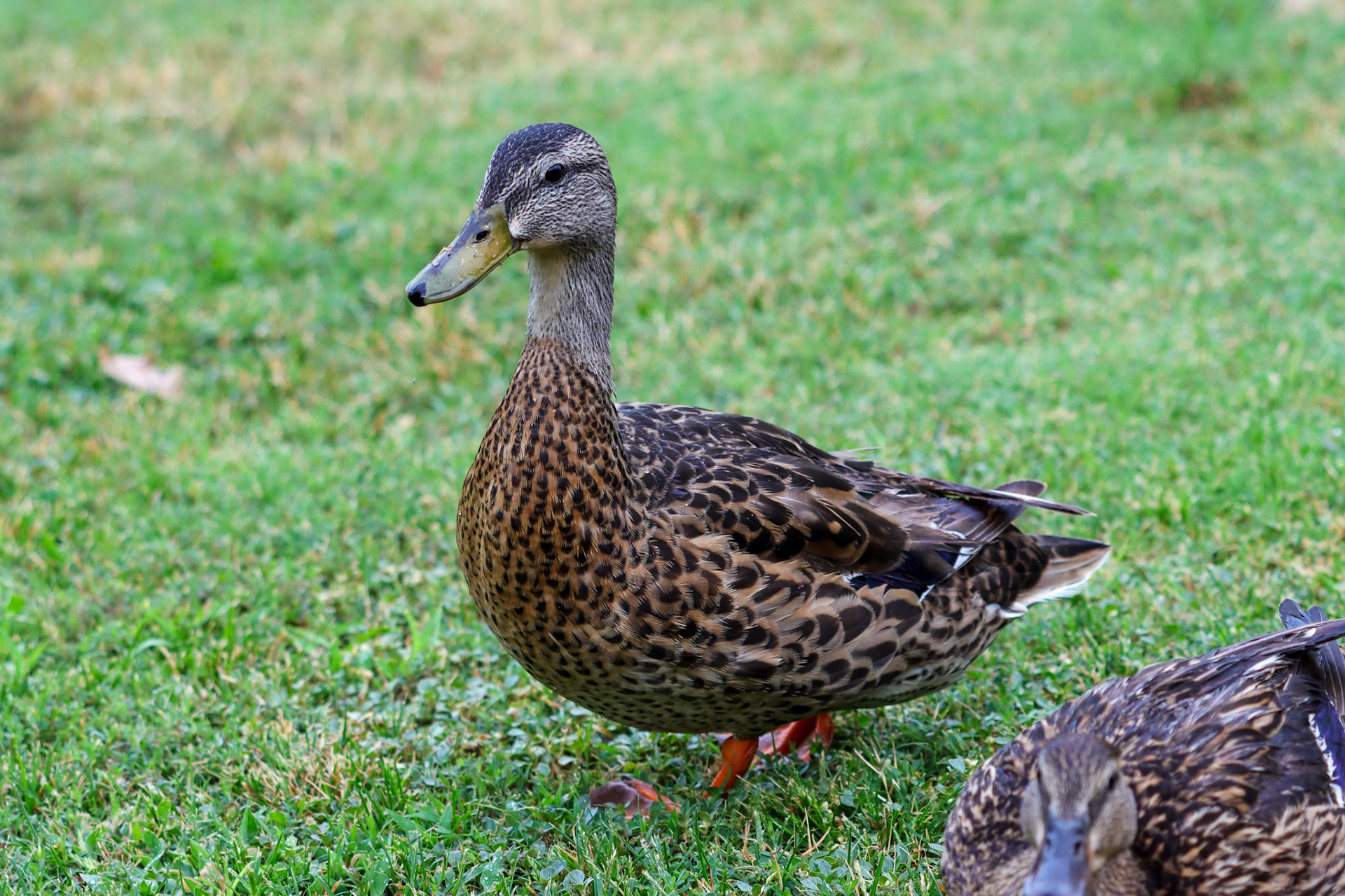 Mexican Duck - #280 - 9/24/21 - AZ